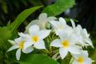 Antigua, West Indies. Local tropical flowers. Art Print